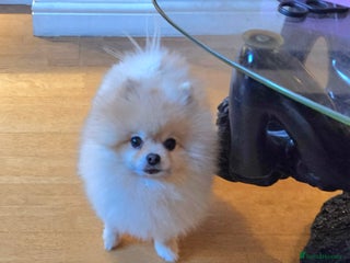 Pomeranian dogs ⭐⭐⭐ **** TEDDY FACED POMERANIAN STUD ⭐⭐⭐ in Manchester - Advert 1