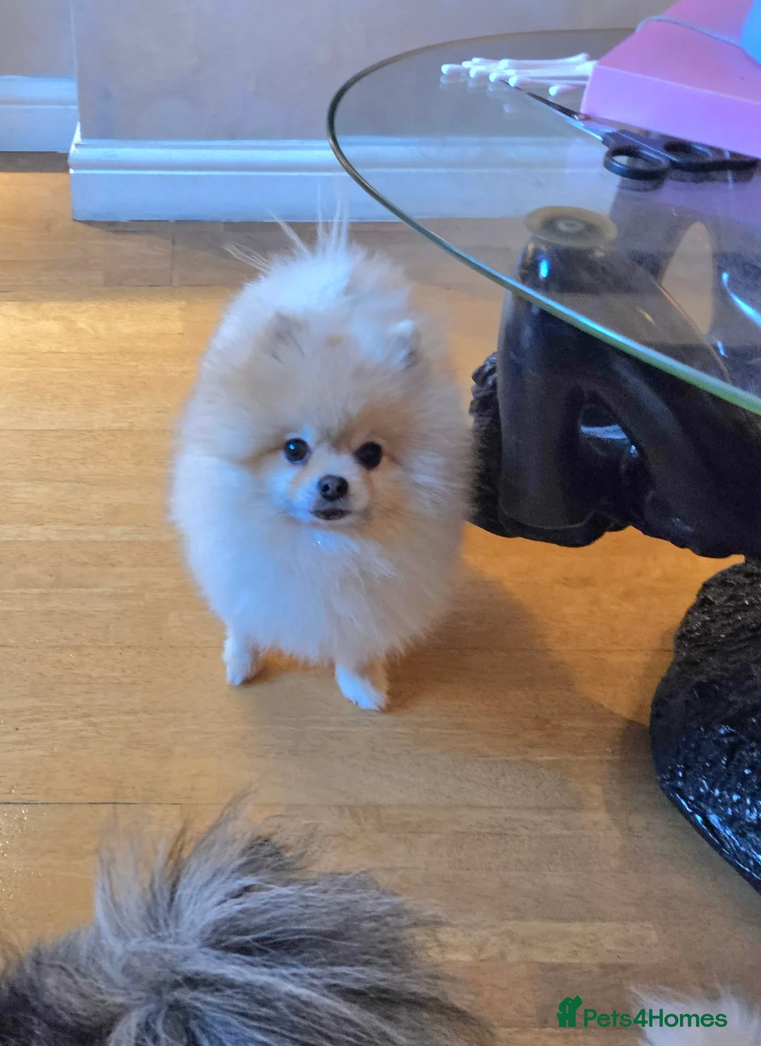 Pomeranian dogs for stud: ⭐⭐⭐ **** TEDDY FACED POMERANIAN STUD ⭐⭐⭐ in Manchester - Advert 1