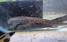 Other/Mixed Breed fish for sale: Axolotl breeding pair - Image 3