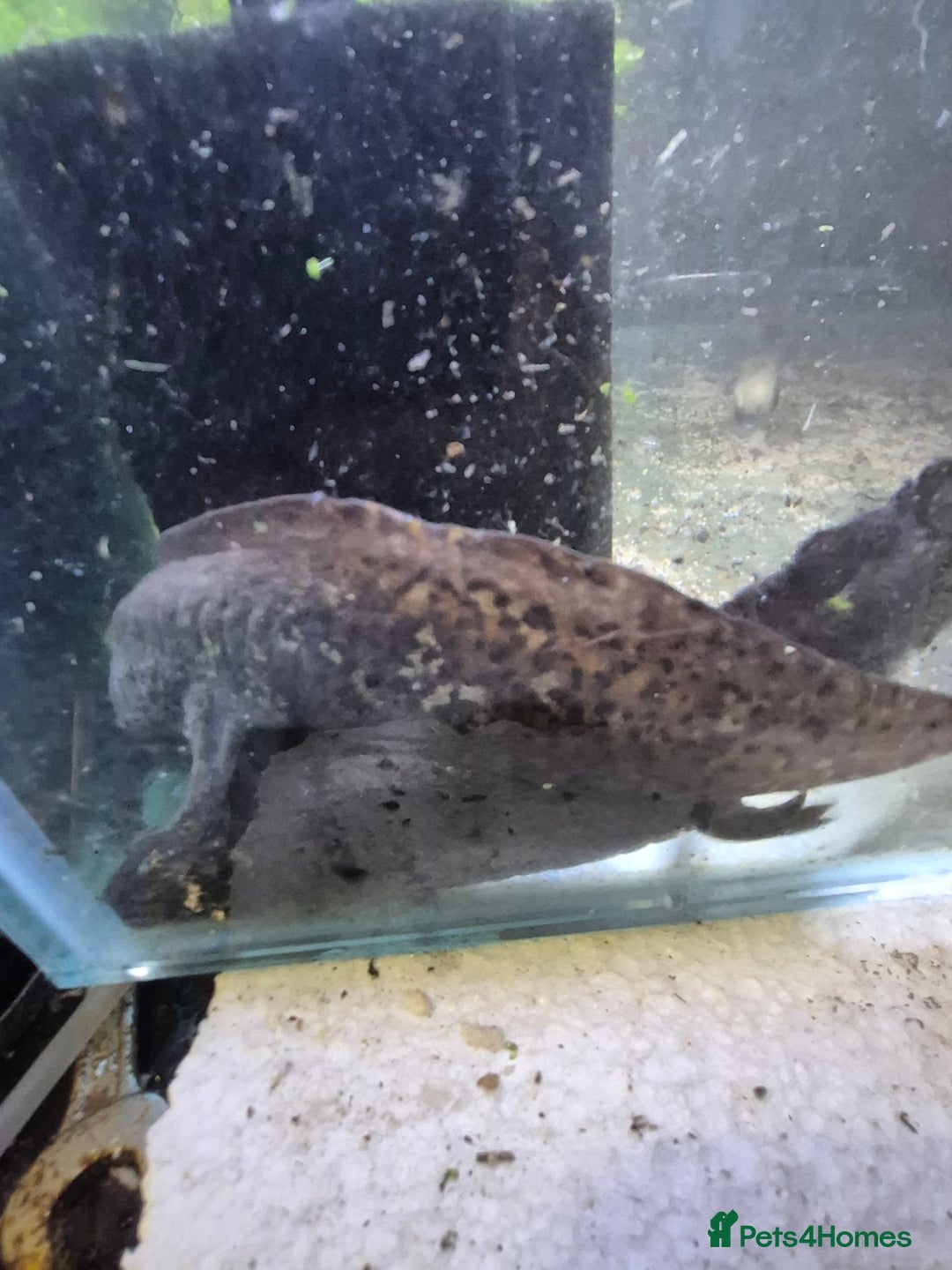 Other/Mixed Breed fish for sale: Axolotl breeding pair - Image 3