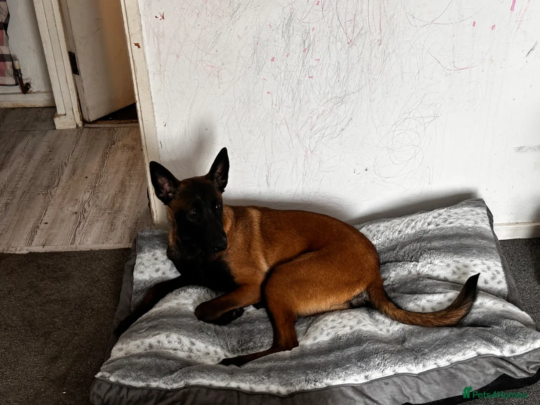 Belgian Shepherd Dog dogs for sale: 8 month old male Malinois  in Birmingham - Advert 4
