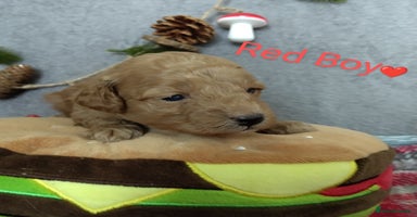 Cockapoo dogs - Advert 7
