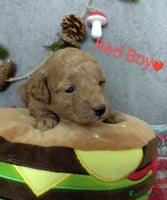 Cockapoo dogs - Advert 2