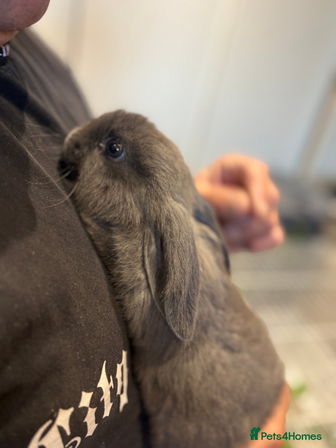 Mini Lop rabbits for sale: Smokey the mini lop!  - Image 4