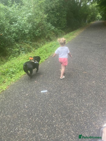 English Bulldog dogs - Advert 4