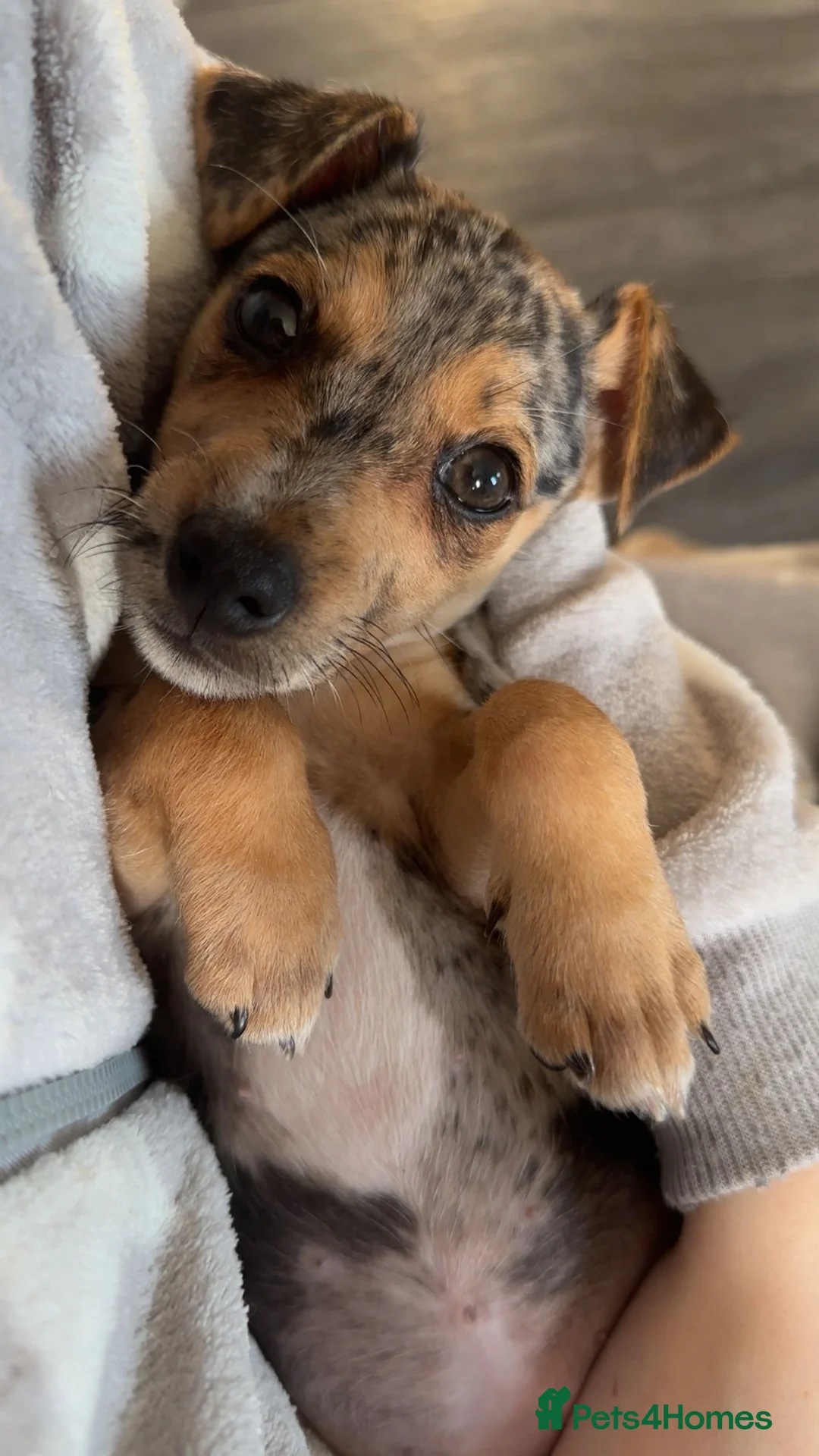 Jack Russell dogs for sale: Jack Russel girl - Advert 2