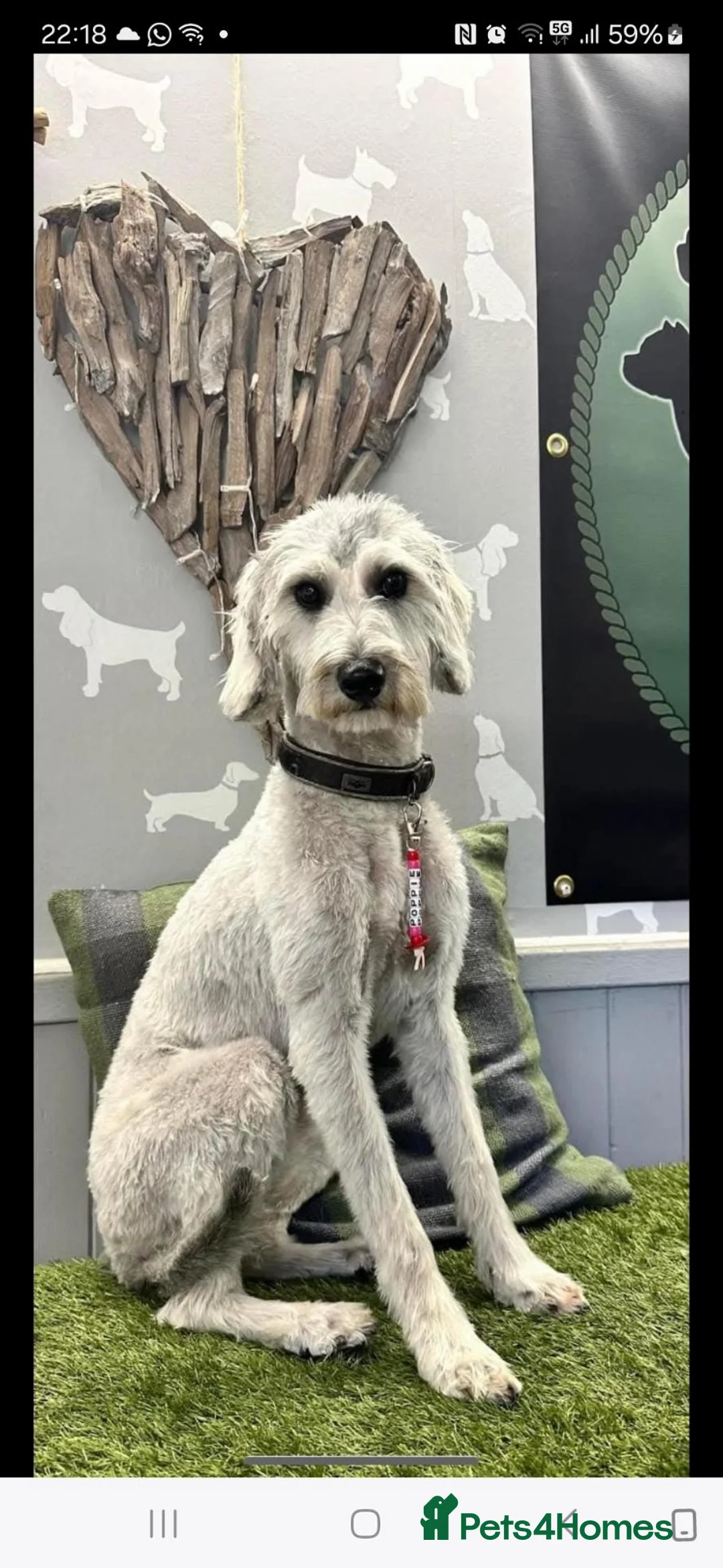 Schnoodle dogs for sale: SCRUMPTOUS BUNDLES OF FLUFF - Advert 1