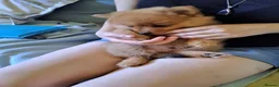 Pomeranian dogs for sale: Stunning pomeranian - Advert 7
