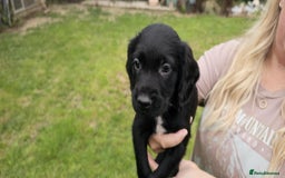 Mixed Breed dogs for sale: ** Spangold Retrievers ** - Image 21
