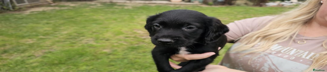 Mixed Breed Puppy 7