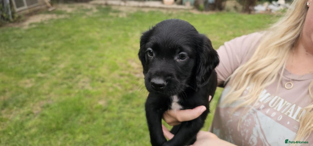Mixed Breed dogs for sale: ** Spangold Retrievers ** - Image 21