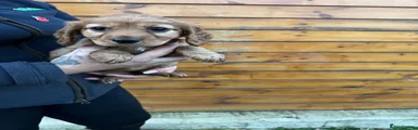 Cockapoo 2