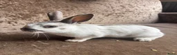 English Lop rabbits for sale: Rabbits  - Advert 6