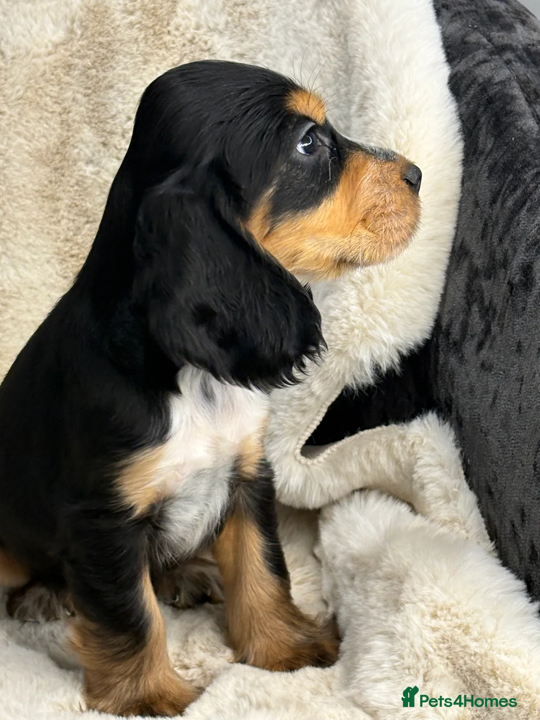 Cocker Spaniel dogs for sale: Top quality cocker spaniel pups  - Advert 8
