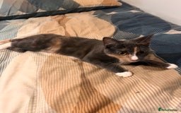 Mixed Breed cats for sale: 5 Mixed breed kittens for sale - Image 5