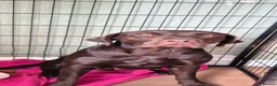 Labrador Retriever dogs for sale: Labrador retriever female puppy - Advert 2