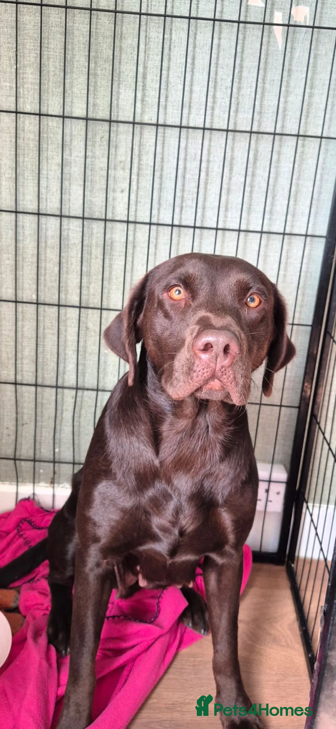 Labrador Retriever dogs for sale: Labrador retriever female puppy - Advert 2