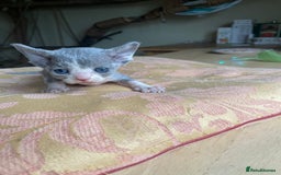 Devon Rex cats for sale: Adorable pure Devon Rex kittens  - Image 23