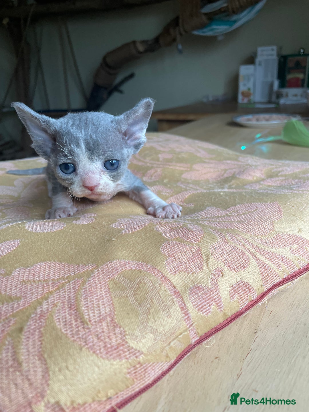 Devon Rex cats for sale: Adorable pure Devon Rex kittens  - Image 23