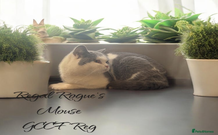 British Shorthair cats - Advert 6