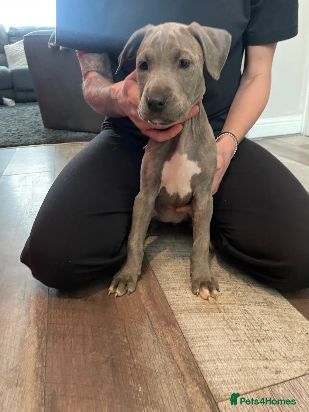 Mixed Breed dogs for sale: Stunning Cane Corso x Presa Canario Puppies  - Advert 18