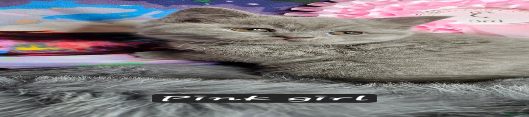 British Shorthair Kitten pink girl