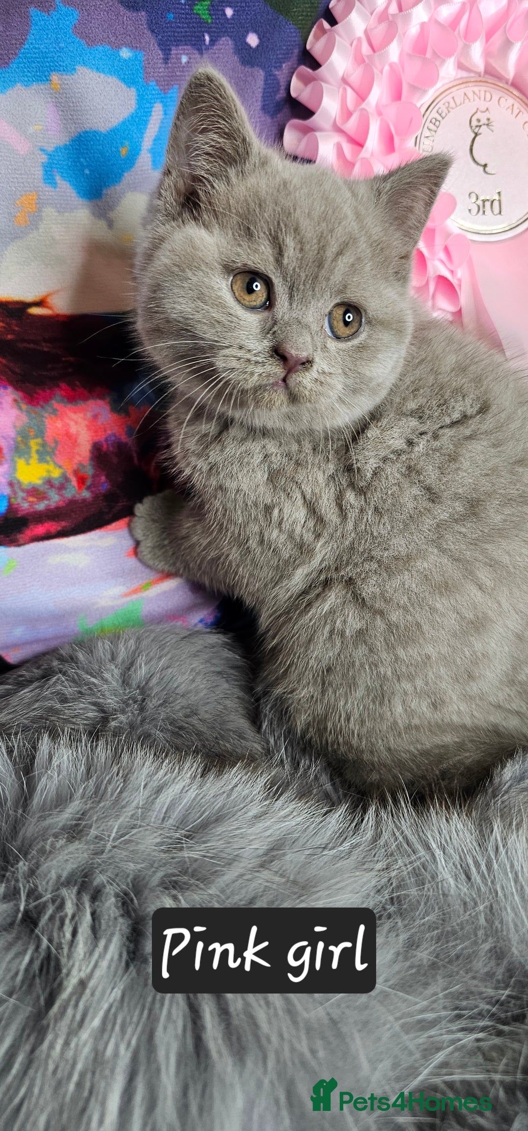 British Shorthair cats for sale: British short hair kittens - Advert 34