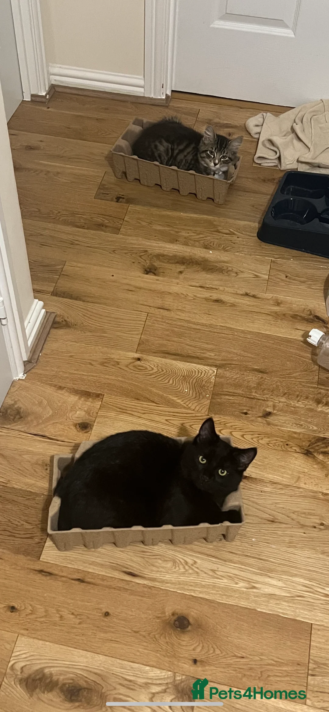 Mixed Breed cats for sale: male cat rehome - Advert 3