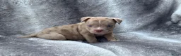 American Bully dogs for sale: Pocket bully puppies  - Advert 2
