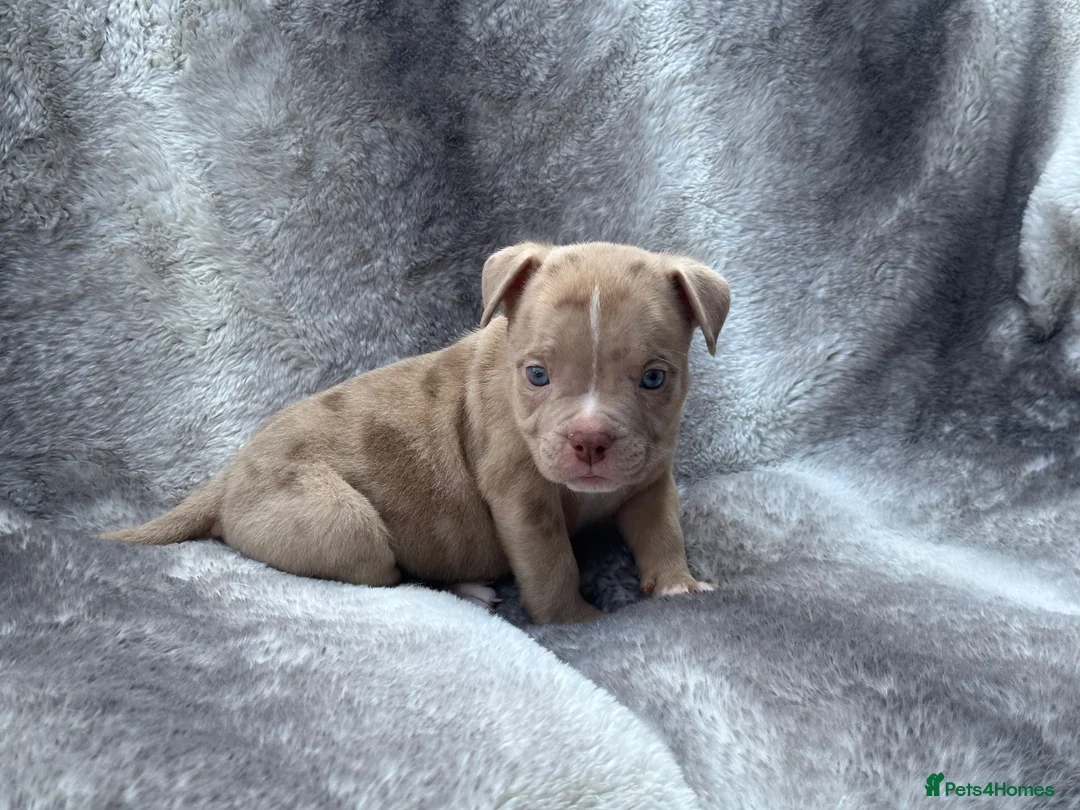 American Bully dogs for sale: Pocket bully puppies  - Advert 2