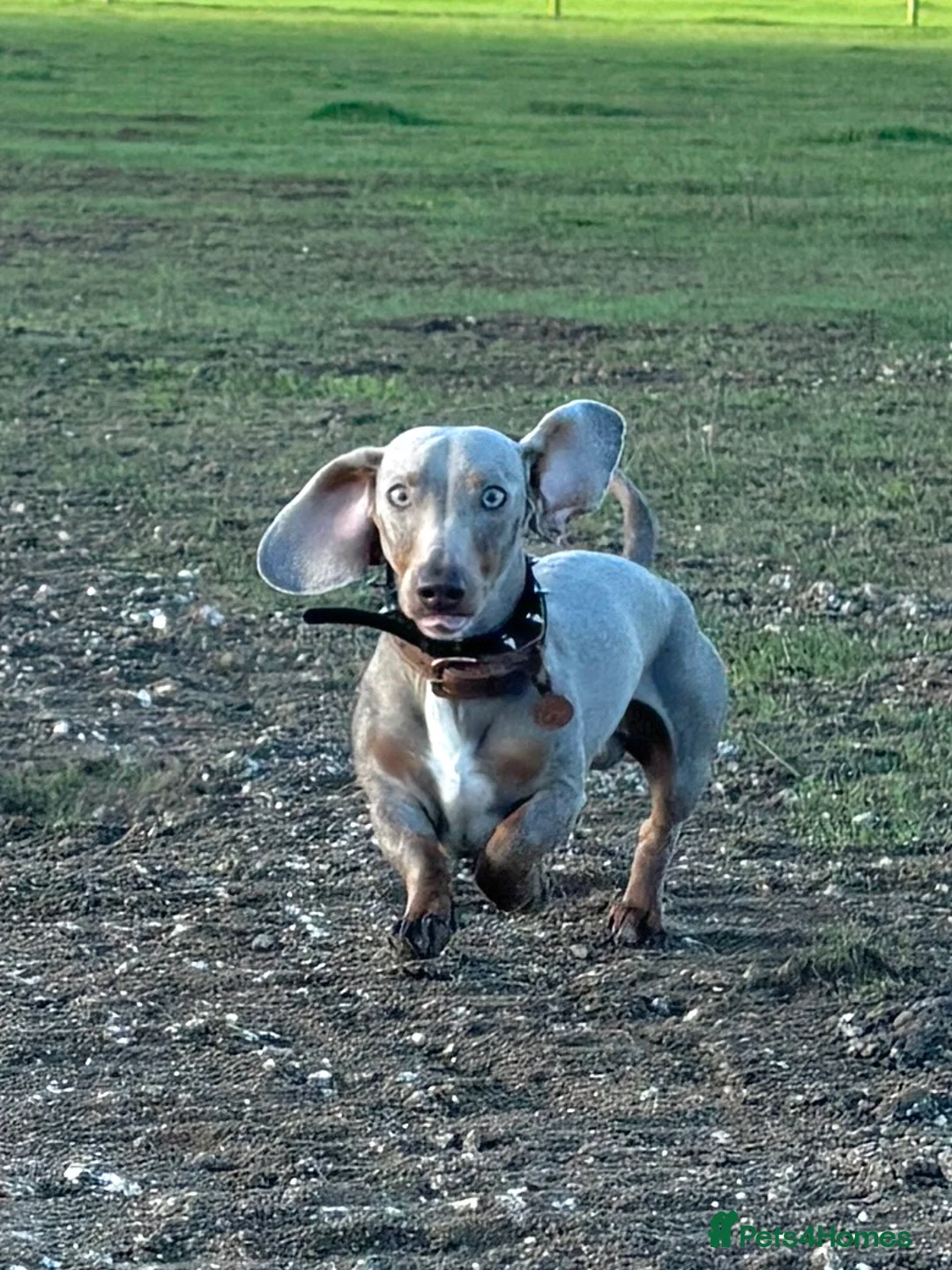 Miniature Dachshund dogs for stud: STUD: Proven Handsome Isabella Mini Daxi  in Hitchin - Advert 2