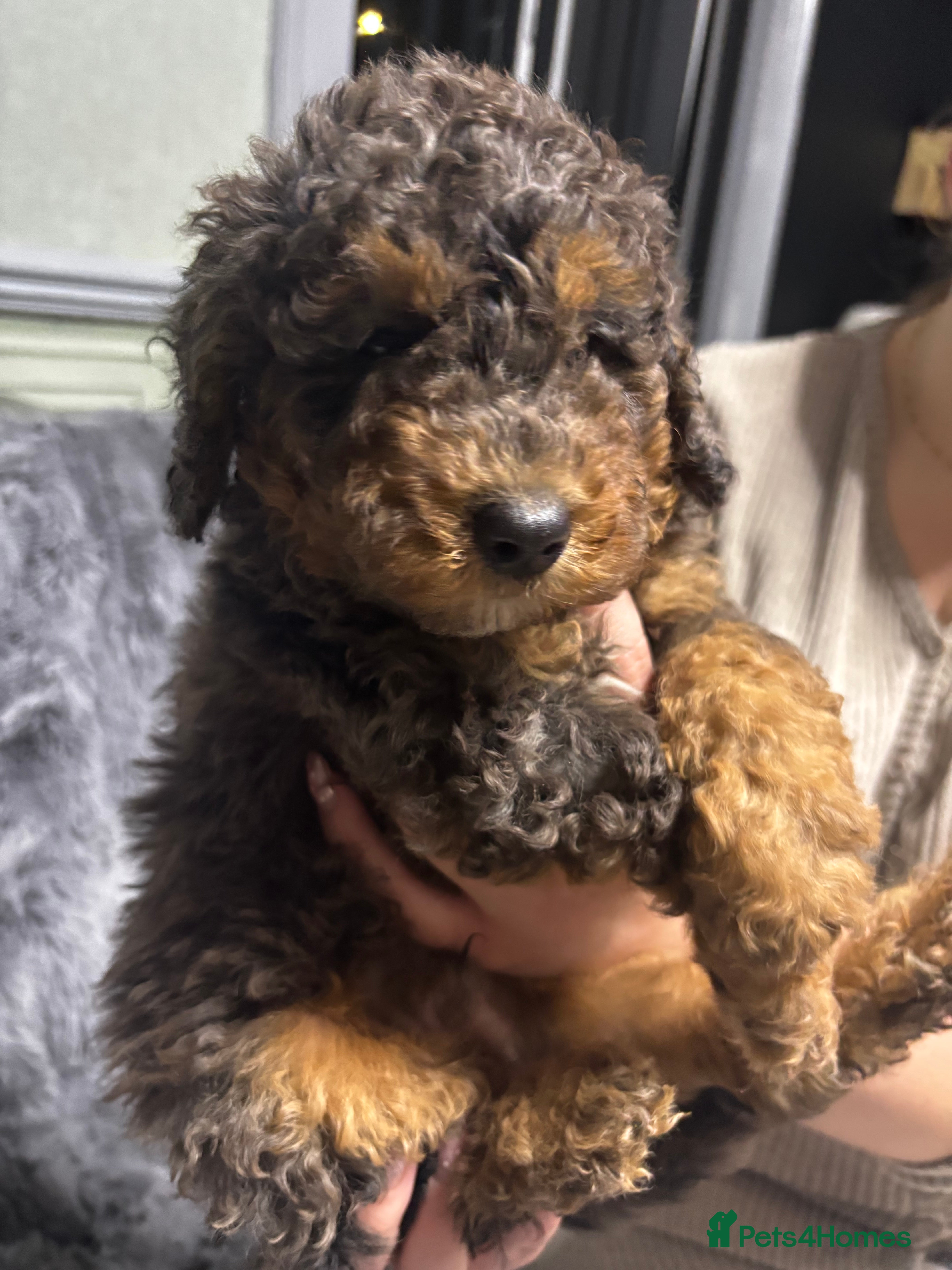 Toy Poodle dogs Beautiful Toy Poodle Pups READY TO LEAVE NOW - Advert 4