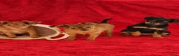 Russian Toy Terrier dogs for sale: Russian Toy Puppies from Quality Show Lines in Ilford - Advert 6