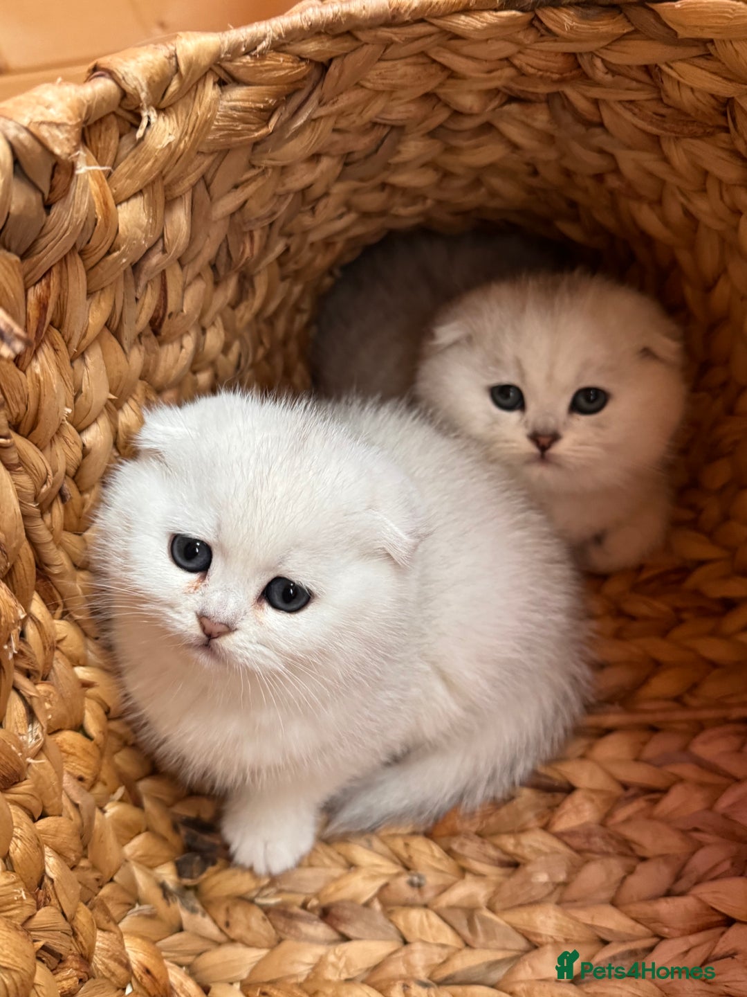 Scottish Fold cats for sale: Beautiful Silver & White Scottish Fold Kittens  - Advert 1