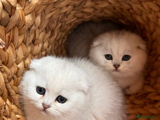 Scottish Fold cats Beautiful Silver & White Scottish Fold Kittens - Advert 10