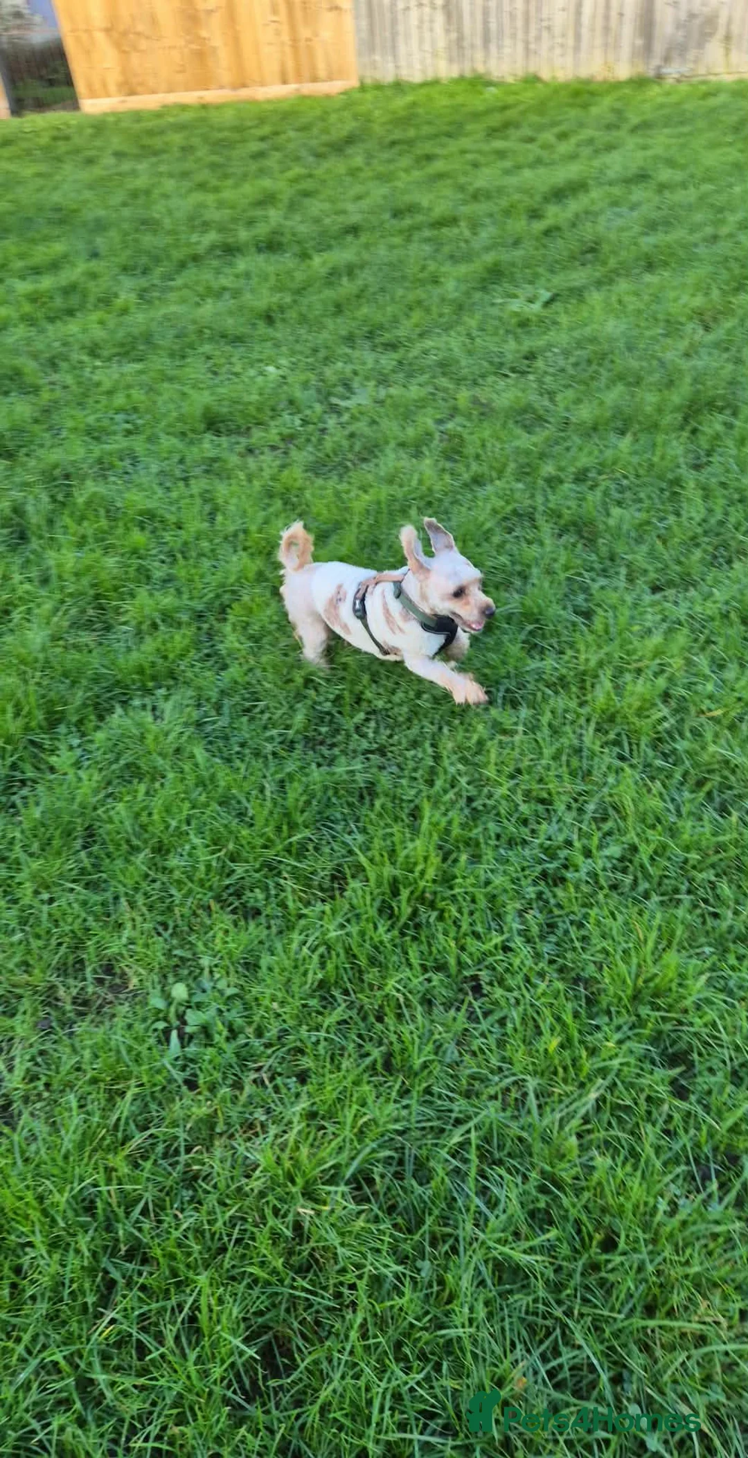 Chorkie dogs for sale: Little louie lovable cheeky affectionate boy - Advert 11