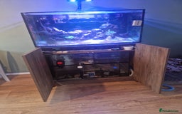 Other/Mixed Breed fish for sale: Clowns, yellow damsels and soft corals - Image 5