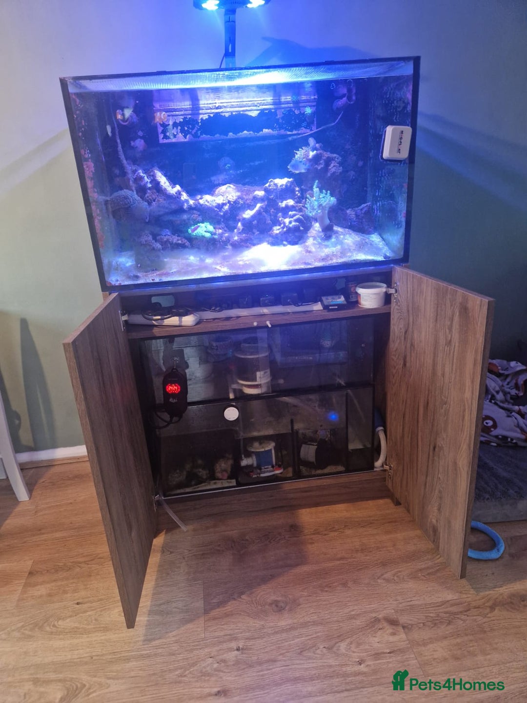 Other/Mixed Breed fish for sale: Clowns, yellow damsels and soft corals - Image 5