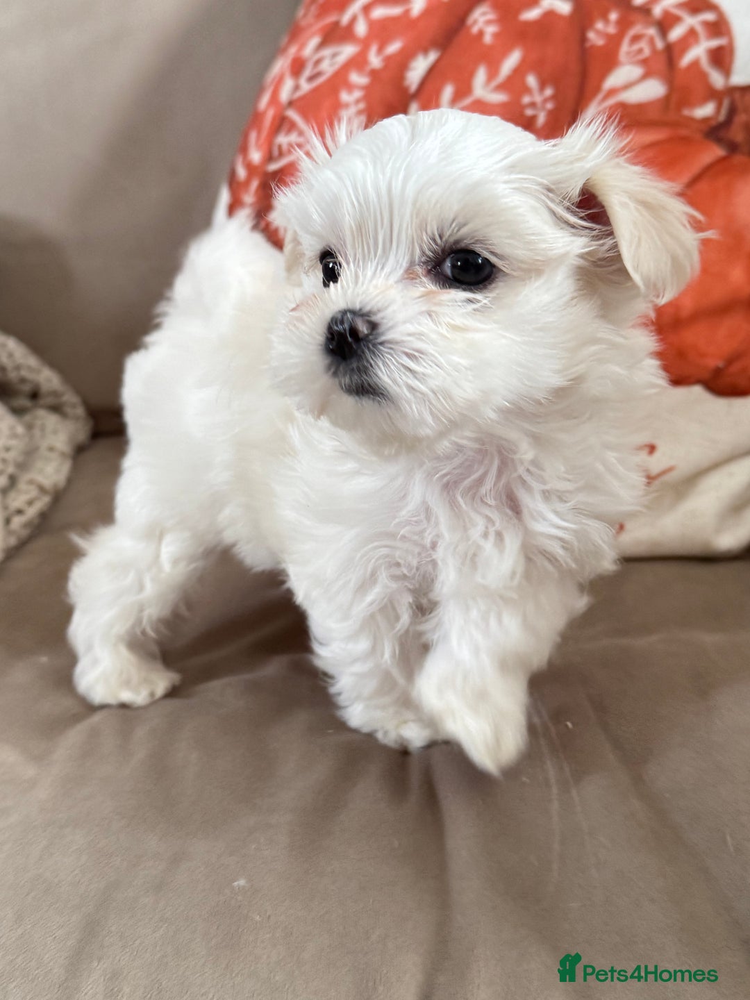 Maltese dogs for sale: Updated 24/07 KC Reg tiny Korean Maltese Puppies. in Ware - Image 1