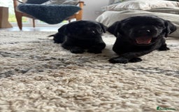Labrador Retriever dogs for sale: FTCH Bred pedigree gun dog Labradors - Image 8