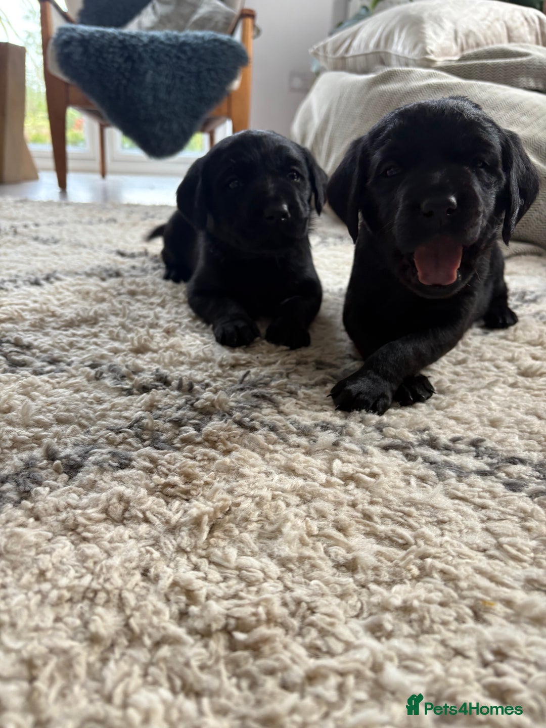 Labrador Retriever dogs for sale: FTCH Bred pedigree gun dog Labradors - Image 8