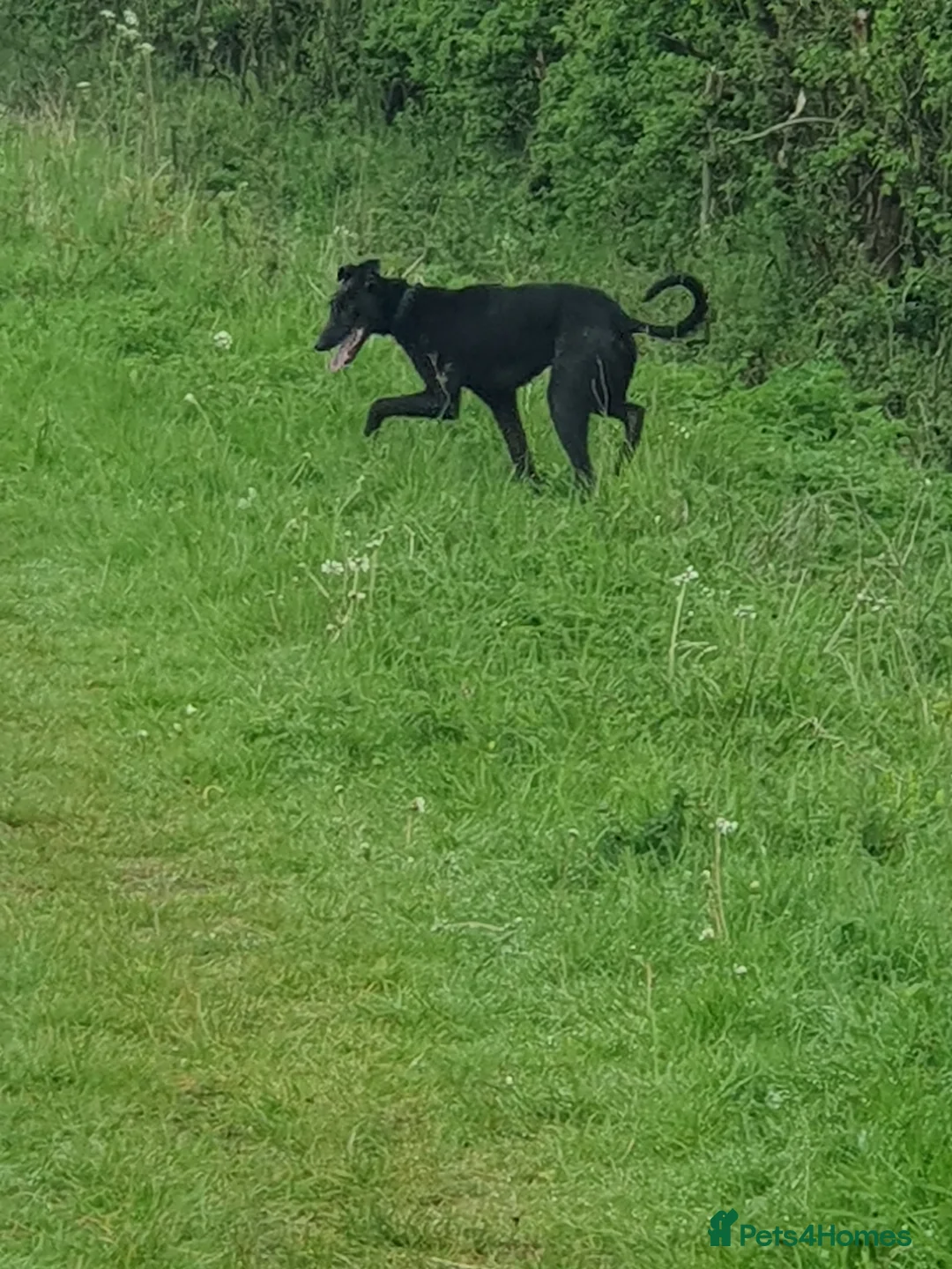 Lurcher dogs for sale: Lurcher - Advert 2