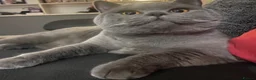 British Shorthair cats for sale: British shorthair  in Gravesend - Advert 3