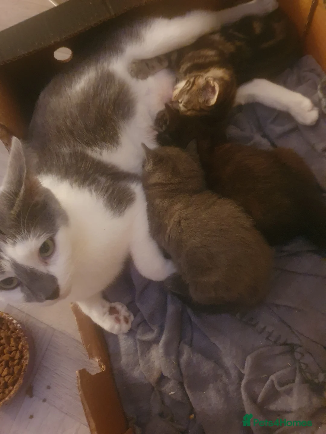 Mixed Breed cats for sale: 2 male kittens  - Advert 6