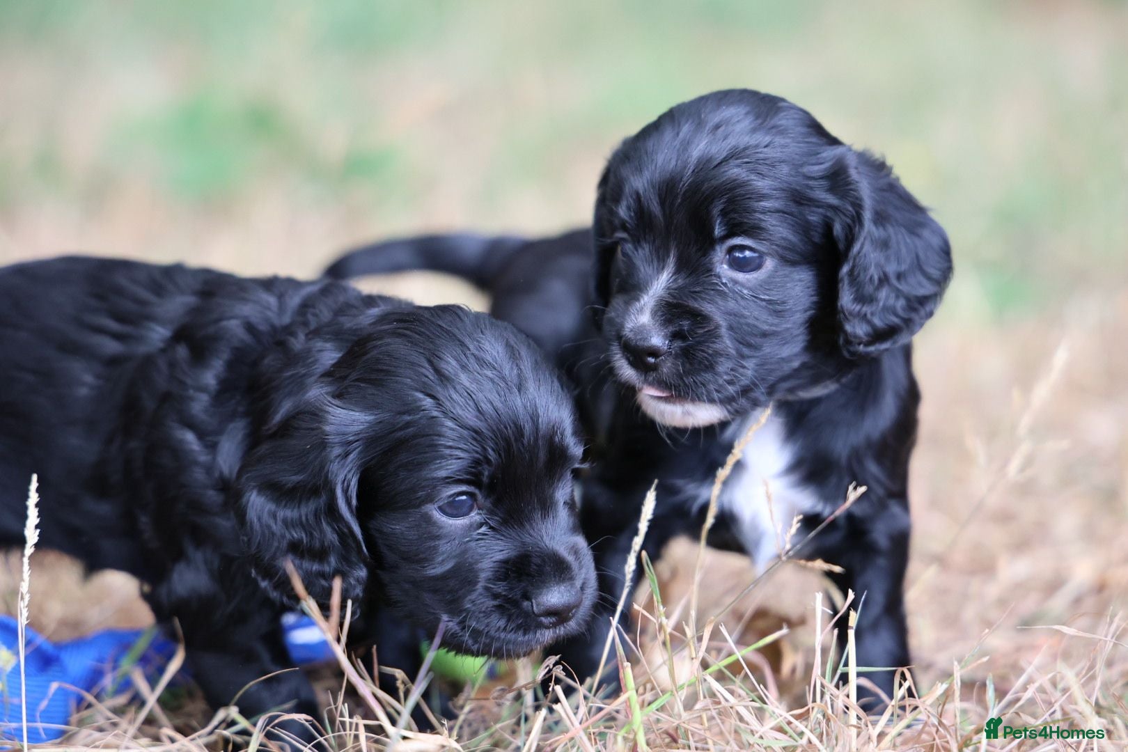 Cocker Spaniel dogs KC Registered Working Cocker Spaniel Puppies  - Advert 2