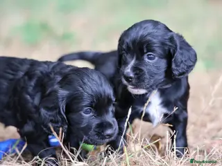 Cocker Spaniel dogs KC Registered Working Cocker Spaniel Puppies - Advert 3