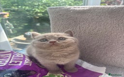 British Shorthair cats for sale: Lilic GCCF registered active champion lines  - Image 14