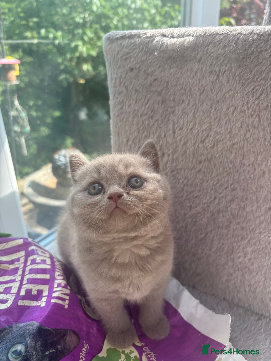 British Shorthair cats for sale: Lilic GCCF registered active champion lines  - Image 14