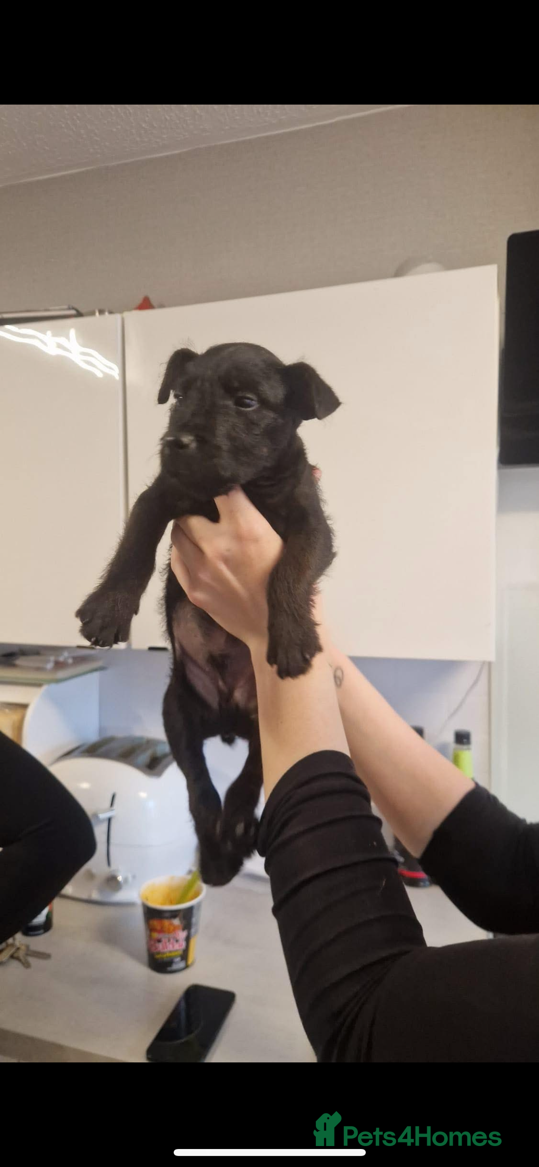 Mixed Breed dogs for sale: Lakeland/patterdale terrier pups - Image 3