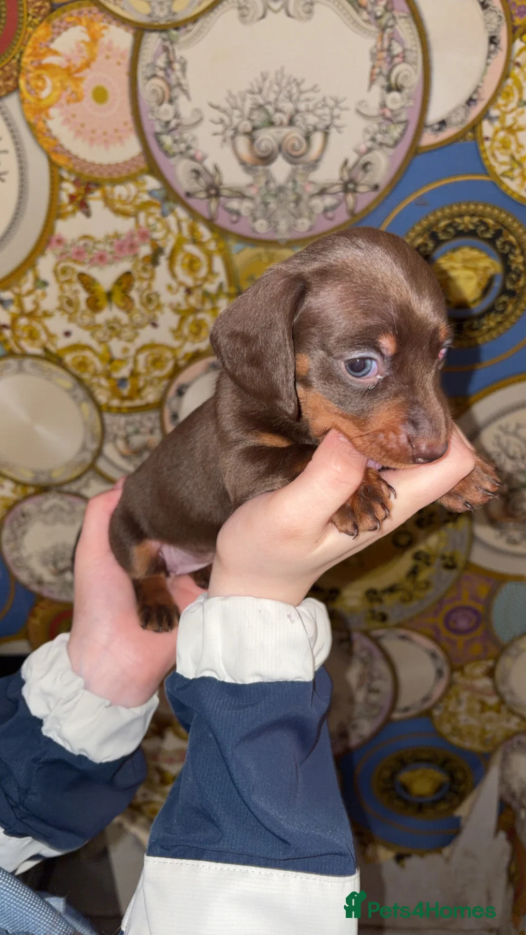 Dachshund dogs for sale:     Top Quality Dachshund Puppies - Advert 2